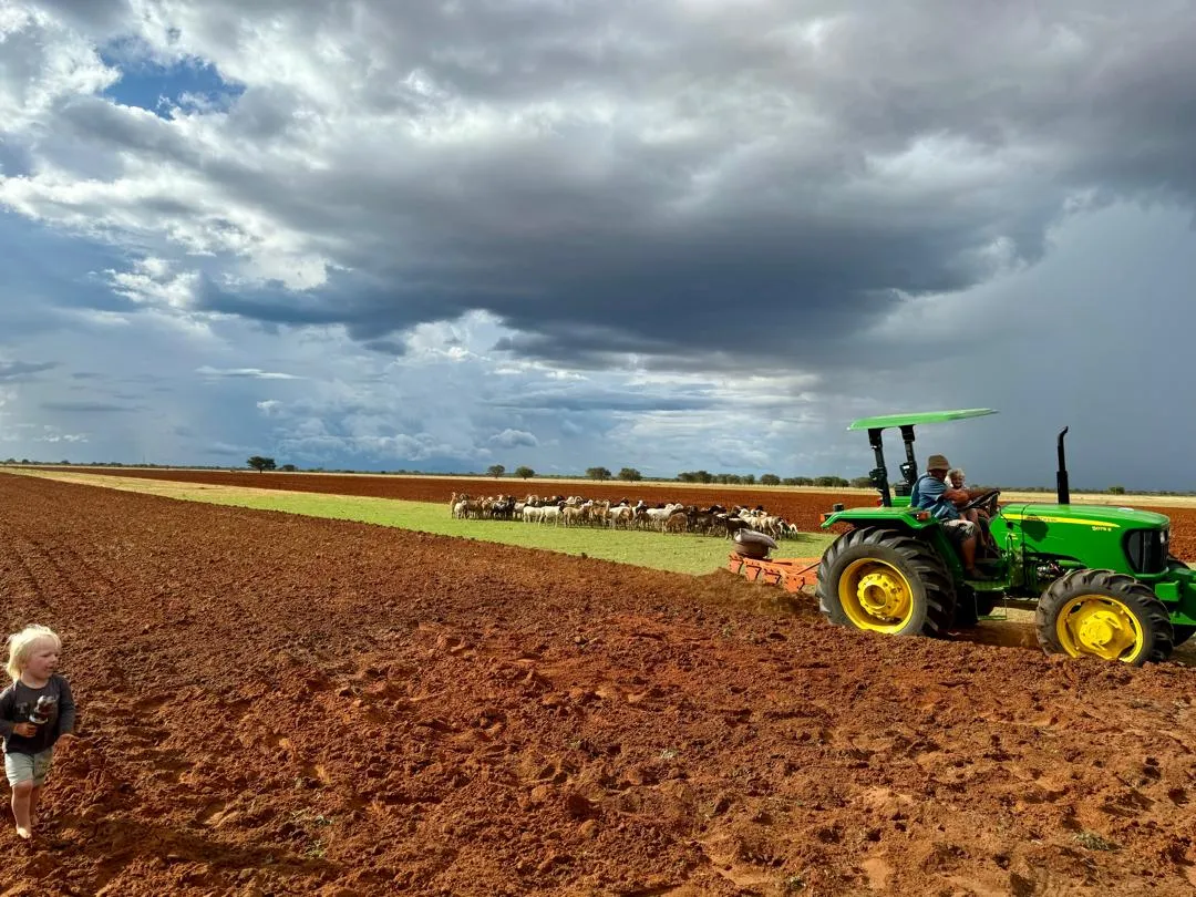 Maize dryland farming at Ombe