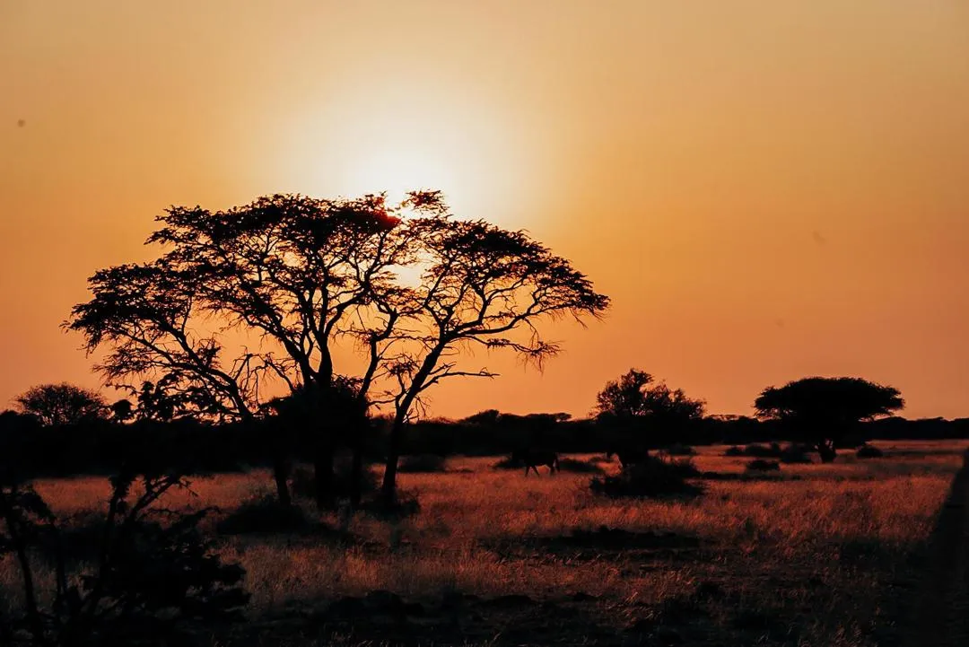 Camelthorn tree Kalahari