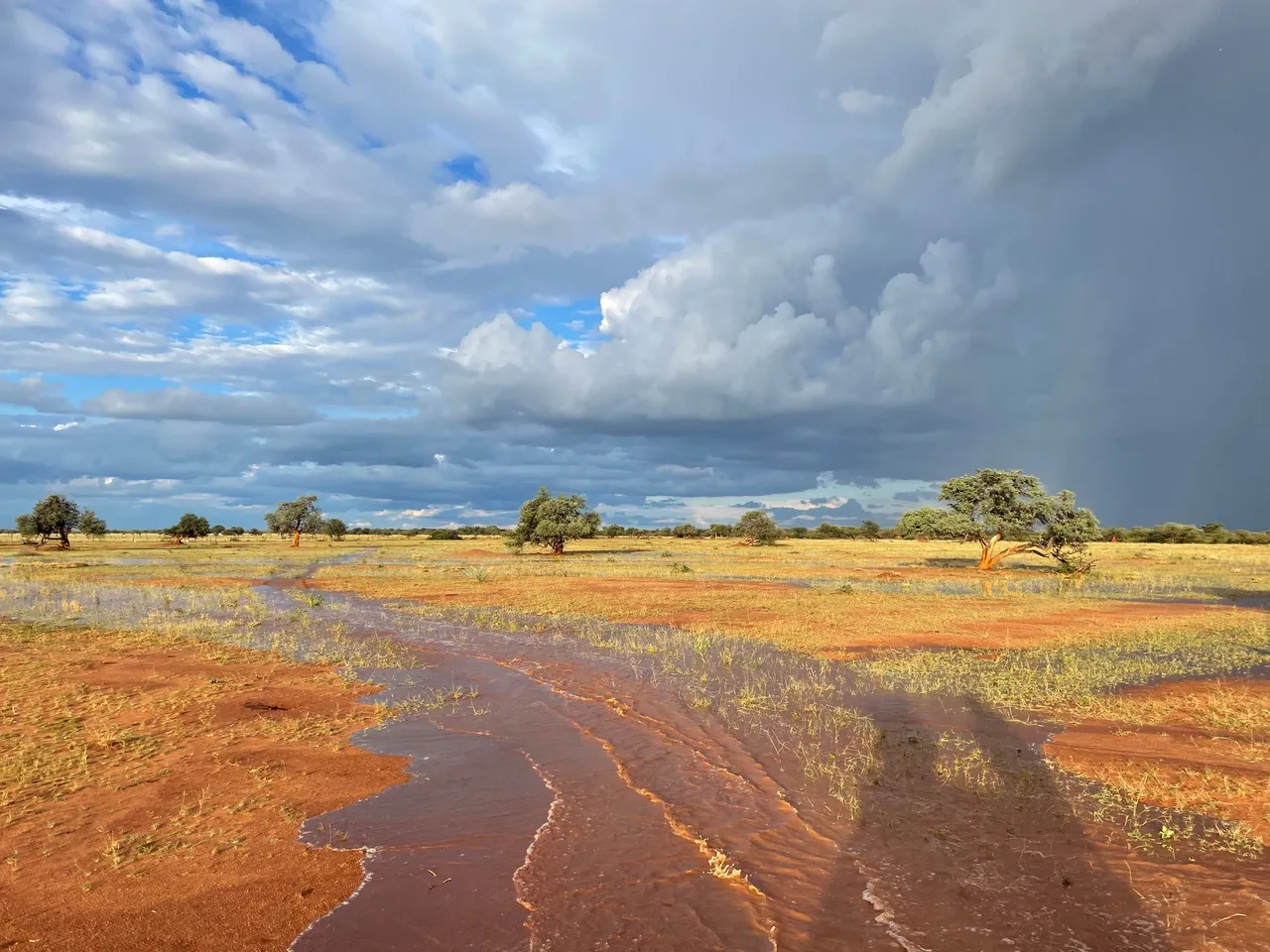 Kalahari landscape in the rain