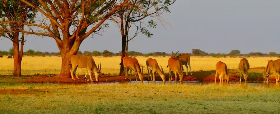 Waterhole near the farmhouse
